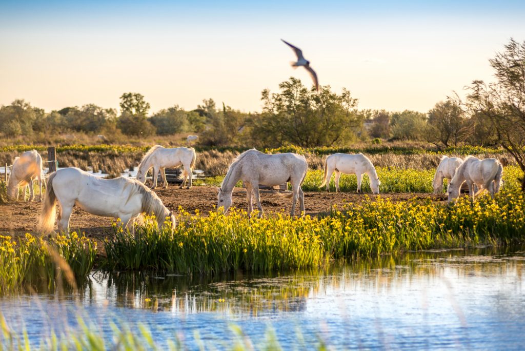 Road trip de la Camargue au Lubéron - Blog de Voyage et Tutoriels Photos